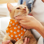 branded Pet Bandana - Small, from our range of promotional Pet Accessories