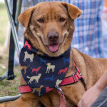 branded Pet Bandana - Medium, from our range of promotional Pet Accessories