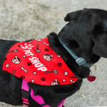 branded Pet Bandana - Large, from our range of promotional Pet Accessories