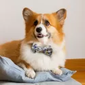 branded Amigo Pet Bow Tie, from our range of promotional Toys, Games &amp; Novelties