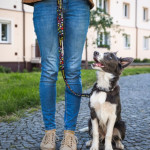 branded Amigo Dog Leash, from our range of promotional Pet Accessories