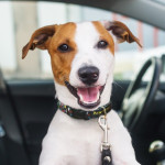 branded Amigo Dog Collar, from our range of promotional Pet Accessories