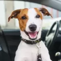 branded Amigo Dog Collar, from our range of promotional Pet Accessories