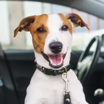 branded Amigo Dog Collar, from our range of promotional Pet Accessories