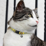 branded Amigo Cat Collar, from our range of promotional Pet Accessories