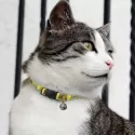 branded Amigo Cat Collar, from our range of promotional Pet Accessories