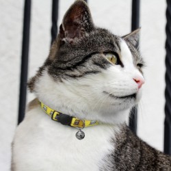 branded Amigo Cat Collar, from our range of promotional Pet Accessories