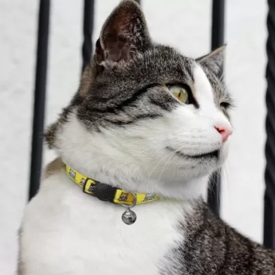 branded Amigo Cat Collar, from our range of promotional Pet Accessories