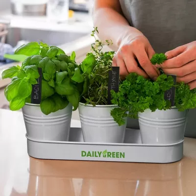 Keepsake Iron Herb Planter