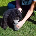 AutoPupCup 414ml Pet Water Bottle