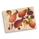 BRANDCRAFT Kangaroo Wooden Model Kit