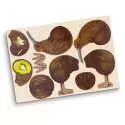 BRANDCRAFT Kiwi Wooden Model Kit