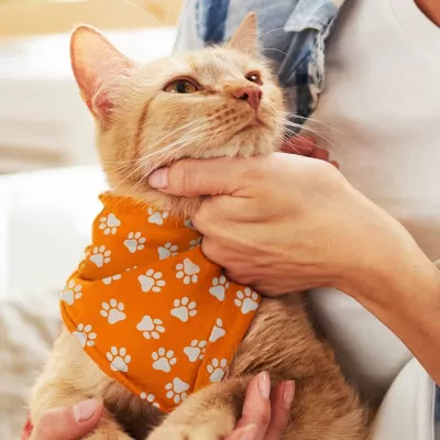 Small Pet Bandana