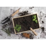 branded Dig It Garden Box, from our range of promotional Homeware Products