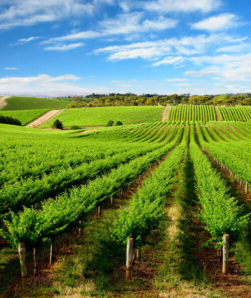 Vineyard rows in the Barossa Valley wine region near Adelaide